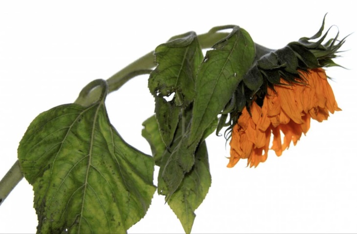 دلایل پژمردگی گیاهان